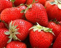 供应草莓苗、山东优质草莓苗