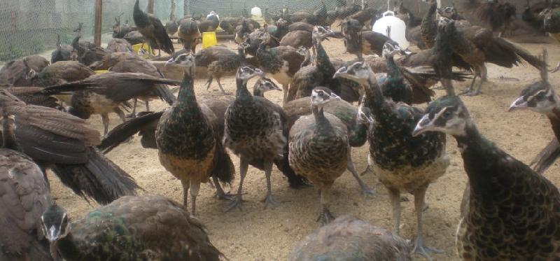 芜湖市青年孔雀，种孔雀，标本孔雀厂家供应青年孔雀，种孔雀，标本孔雀