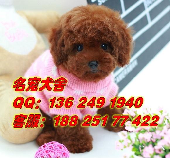供应用于宠物狗泰迪熊的广州纯种宠物狗 健康泰迪熊出售