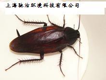 上海专业灭蟑螂，上海专业灭蟑螂公司，上海专业灭蟑螂团队