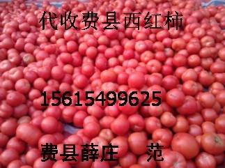 供应山东省临沂市费县有粉红西红柿供应图片