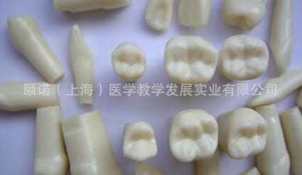 ENOVO正品 口腔齿科牙医备牙练习 牙体窝沟制备练习牙粒 备牙模型