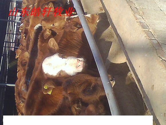 供应榆林肉牛养殖场西门塔尔育肥牛
