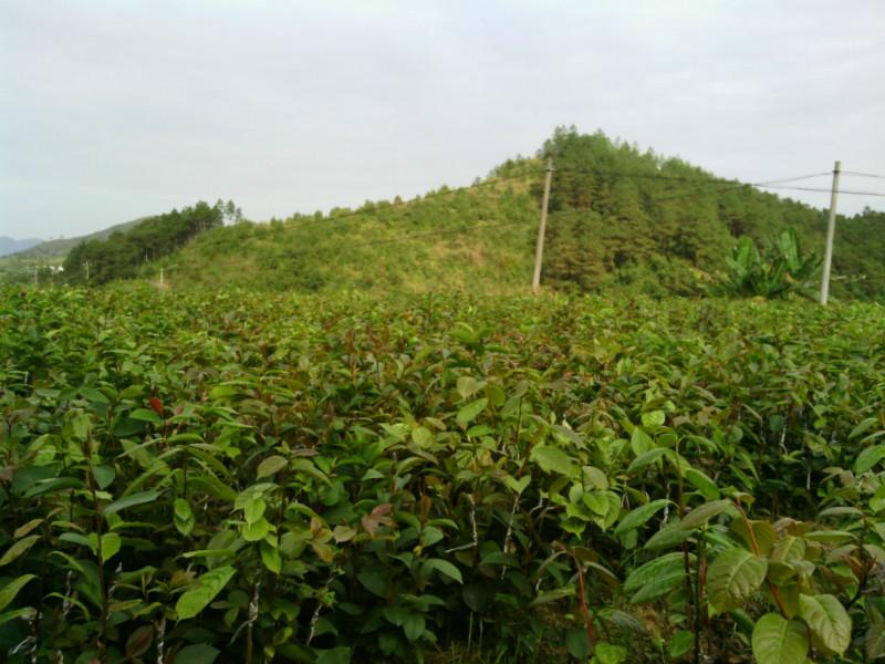 供应红花油茶种植基地，广西优质大果红花油茶采购，红花油茶价格