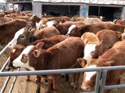 供应那里的养牛场有种肉牛犊出售