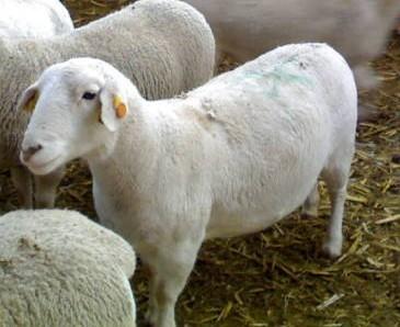 供应小尾寒羊养殖场，小尾寒羊批发价格，山东小尾寒羊供应商