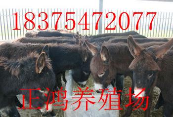 供应西门塔尔牛价格，西门塔尔牛批发，山东西门塔尔牛供应商图片