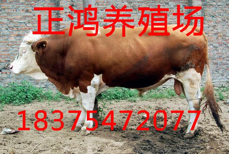 供应西门塔尔牛市场价格多少钱一公斤