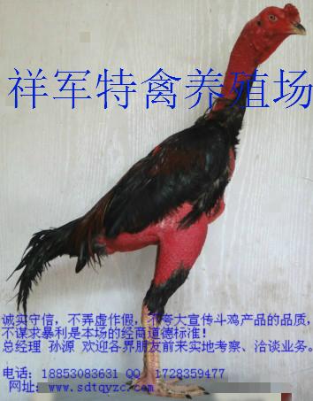 供应晋宁县越南斗鸡出售