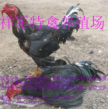 供应麻栗坡县2014最新纯种斗鸡价格