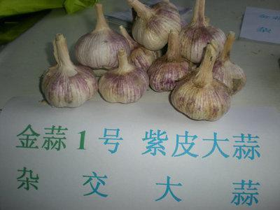白皮大蒜种子供应白皮大蒜种子/北京大蒜种子公司/最好的白皮大蒜种子价格