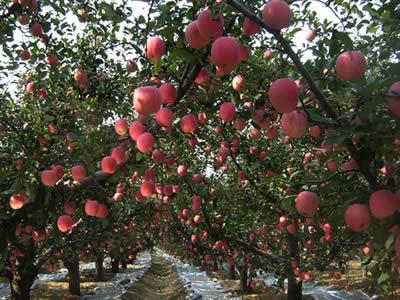 供应烟台红富士苹果苗 优质苹果苗厂家图片