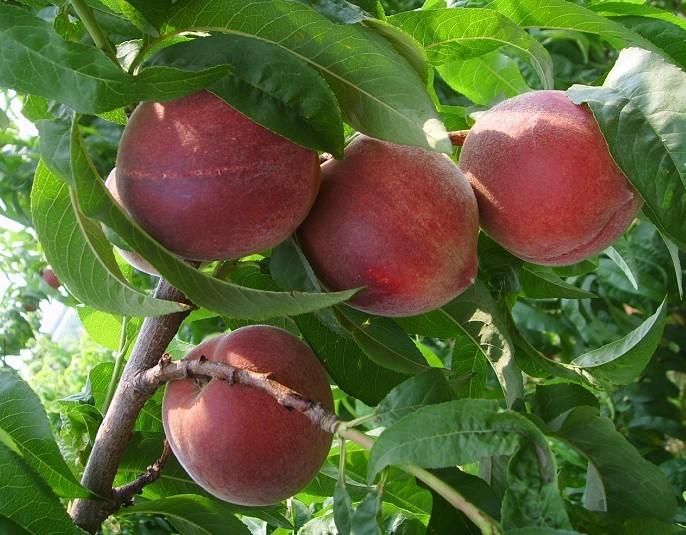 供应陕西早熟桃子55以上的毛桃价格-大荔县顺利果品商行提供