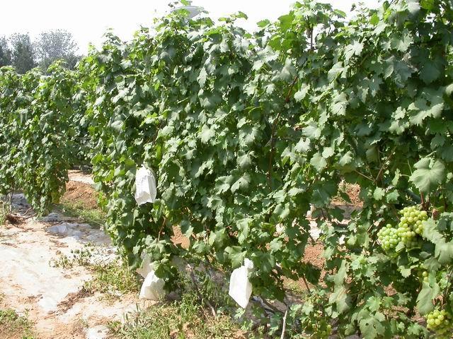 徐州卖葡萄苗的，徐州葡萄苗，夏黑葡萄苗，夏黑葡萄苗的栽培技术与管理