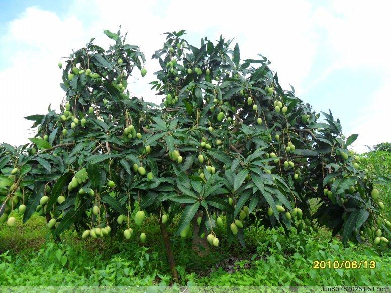果苗果树（桂7芒果苗）品种纯正/成活率高