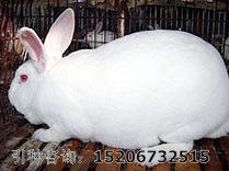 供应獭兔养殖基地商丘宿州2011獭兔养殖基地獭兔养殖技术