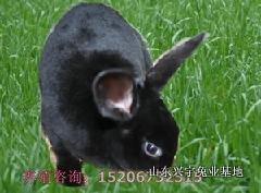2012兴宇牧业獭兔养殖基地批发
