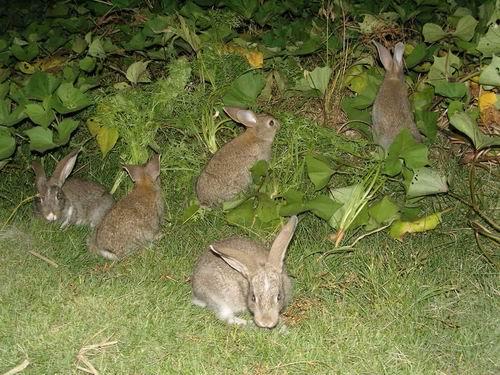 供应野兔、野兔养殖场、野兔的养殖技术