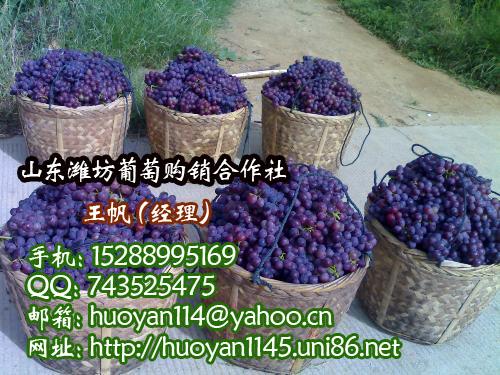 潍坊市优质巨峰葡萄厂家供应优质巨峰葡萄