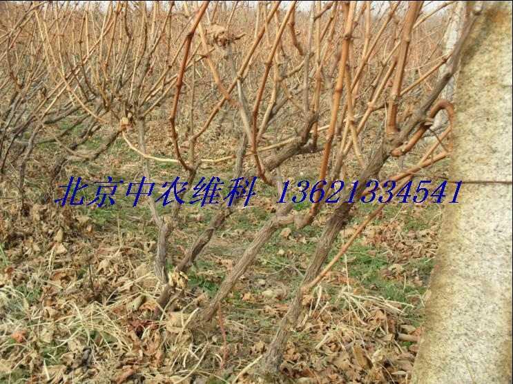 北京市北京卖树苗卖松树卖油松卖雪松银杏厂家