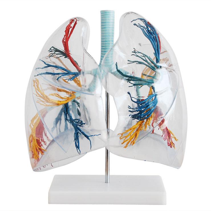 供应透明肺段模型，人体解剖模型，胸外科直观教具BOU-XC330