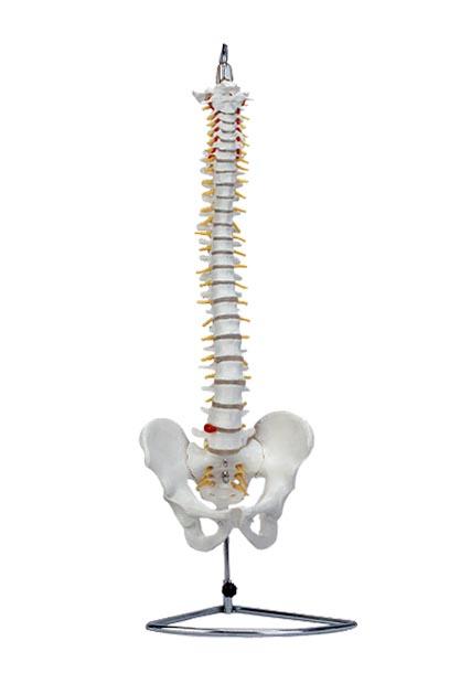 供应自然大脊椎模型(带骨盆)
