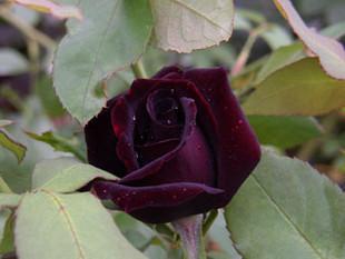 月季黑珍珠黑红色高心卷边大型花
