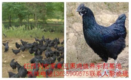 萍乡市绿壳蛋鸡种鸡厂家
