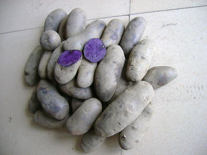 紫薯批发