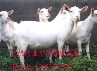 供应改良优质肉羊优良肉羊种苗繁殖基地大型繁殖肉羊波尔山羊白山羊