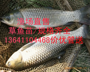 供应批发北京草鱼价格图片