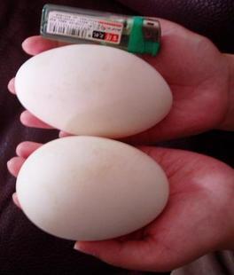 祥伟鹅业收购鹅种蛋数量不限现款批发