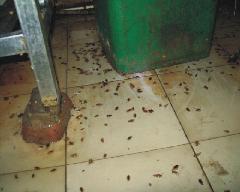 供应蟑螂对人类直接的危害，中山害虫防治公司电话，中山害虫防治公司，中山蟑螂防治公司