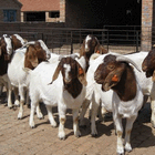 供应肉羊利润分析