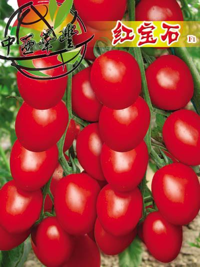 小西红柿种子销售批发批发