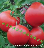 供应抗病西红柿种子荷兰金粉,农作物蔬菜种子,大果型蔬菜种子
