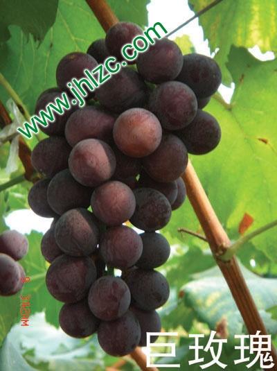供应葡萄新品种葡萄品种介绍