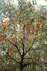 供应用于种植的山西原生柿子树定植柿子树，原生柿子树批发，原生柿子树批发价格