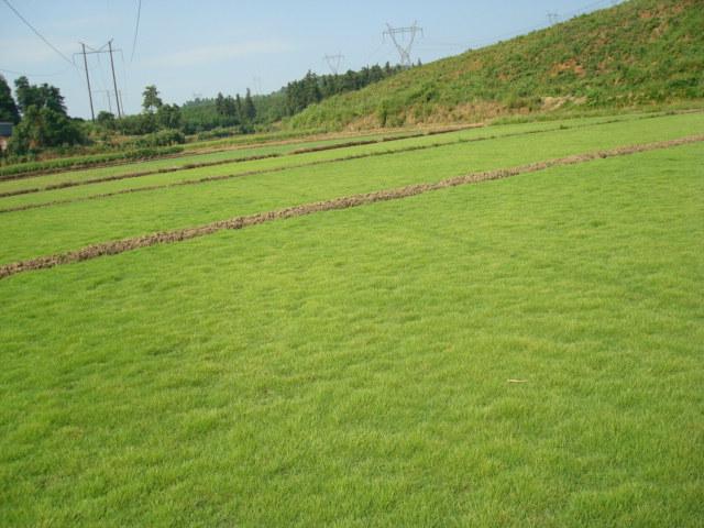 供应马尼拉草坪价格（供应马尼拉草皮）马尼拉草坪价格供应马尼拉草皮