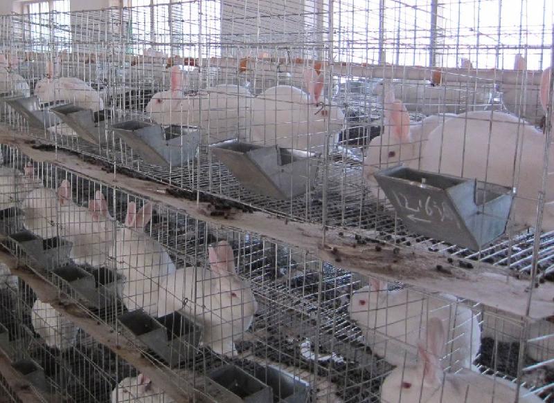 供应养殖肉兔能赚多少钱肉兔养殖利润