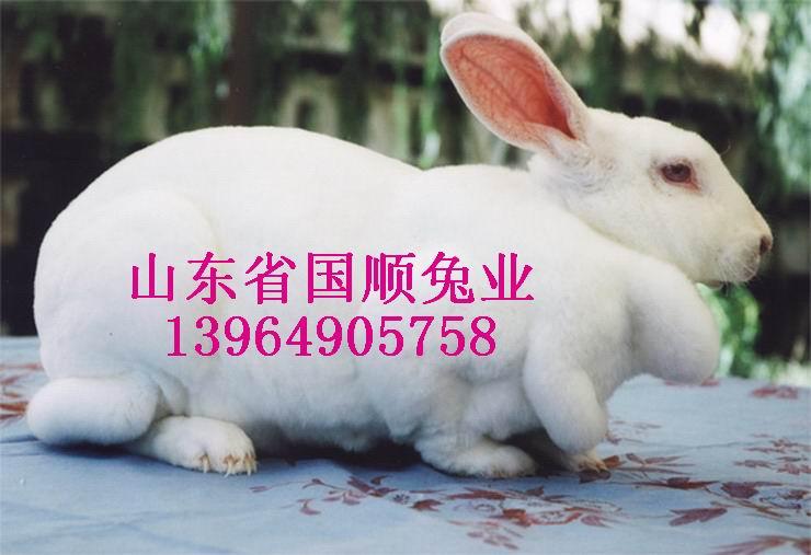 供应獭兔管理獭兔品种