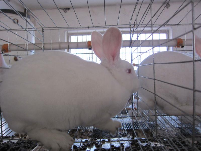 供应专业养殖獭兔的场子