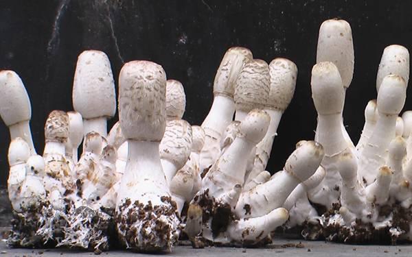 供应济阳卖蘑菇菌种