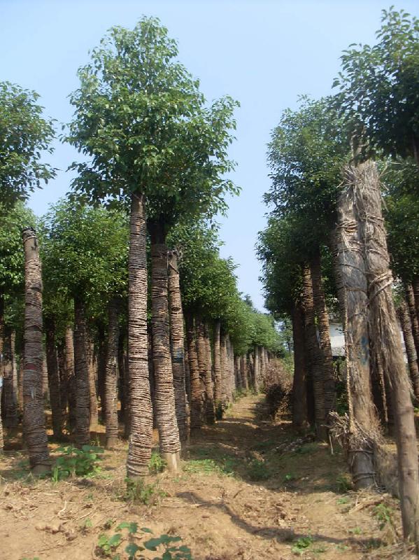 供应湖南香樟和小型绿化工程苗木