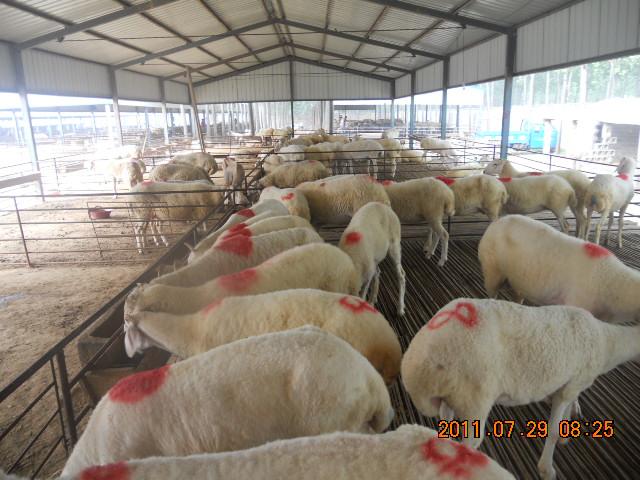 供应山东波尔山羊养殖户，小尾寒羊养殖，波尔价格
