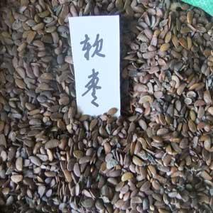 供应软枣种子价格,批发软枣种子,软枣种子种植技术