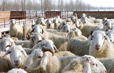 供应平度养羊成本预算平度肉羊养殖利润分析肉羊养殖赚钱吗
