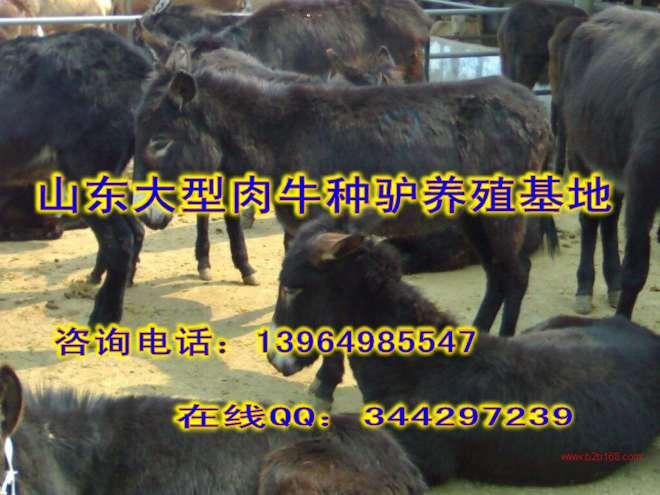 供应肉驴价格肉驴养殖场肉驴价格