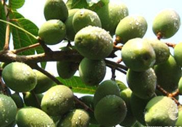 明润生物厂家供应橄榄叶提取物批发
