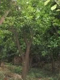 供应米径18cm香泡树